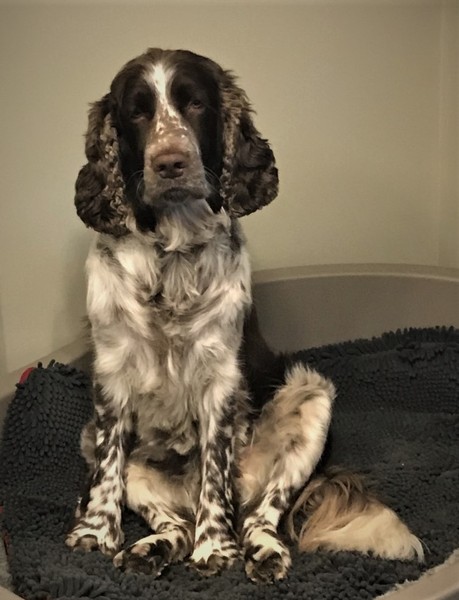 To ask you all your favourite dog breeds?
