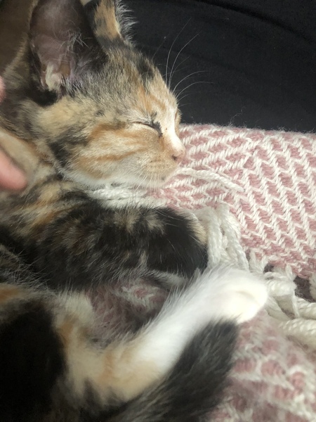 I love my cat so much it hurts. Is this normal?