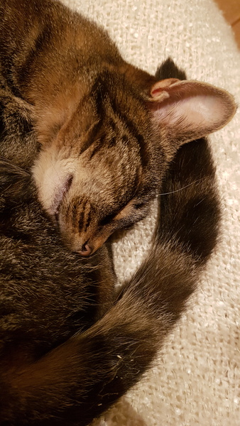 Westministenders: The weasel DIDN'T die in a ditch