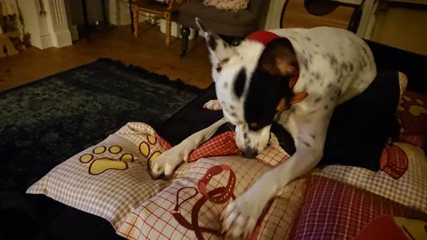 Bitty dog/Could my dog be identifying as a cat?