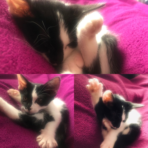 Food obsessed kitten