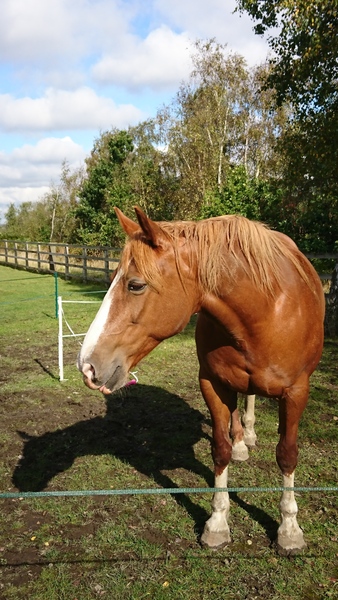 WWYD horses companion after pts