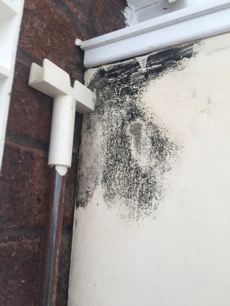 Mould on conservatory wall
