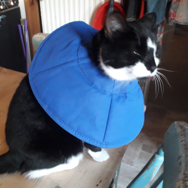 Cat with injury, wearing cone. Brother now  keeps attacking her...