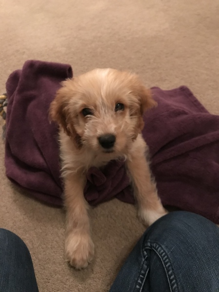 Puppy Support Group 2