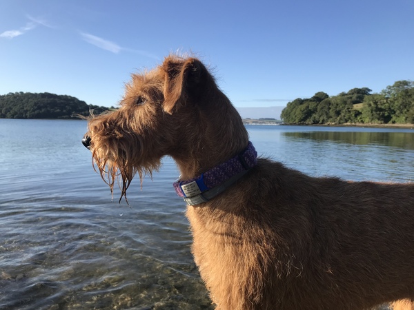 Terriers - what do you know