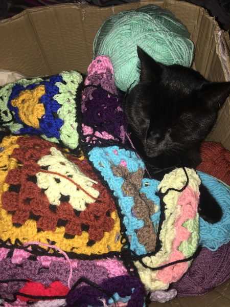 Meet my foster kitty