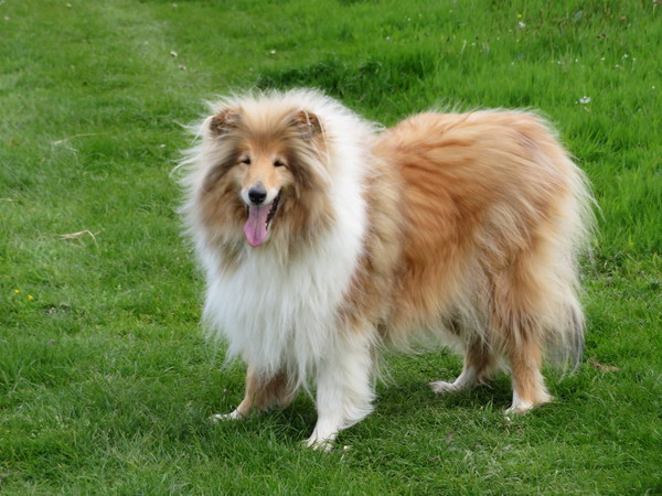 To ask you all your favourite dog breeds?
