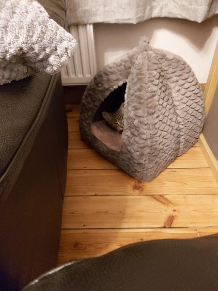 We're adopting sibling rescue cats this weekend...what do i need to know?