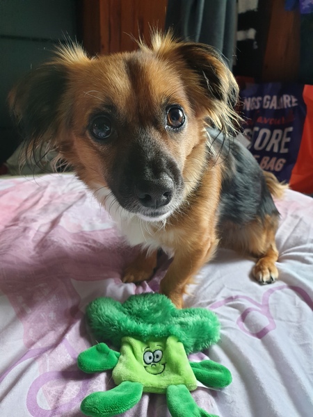 To ask you all your favourite dog breeds?