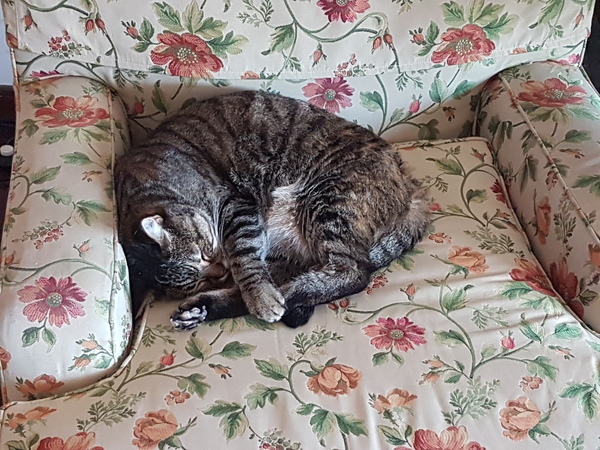 Westminstenders: Pro Rogues