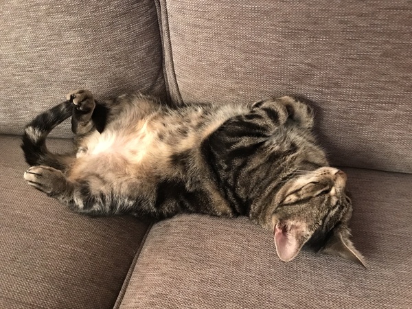 Westminstenders: DUP says no