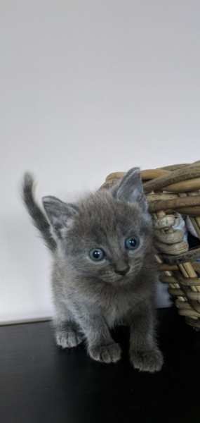 How has your pet brought joy to your life?