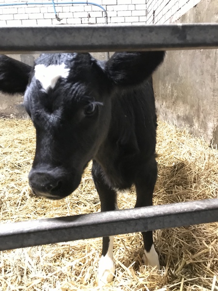 Westminstenders: Pro Rogues