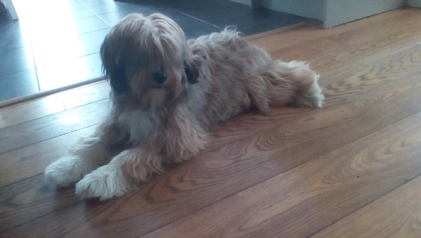 To ask you all your favourite dog breeds?