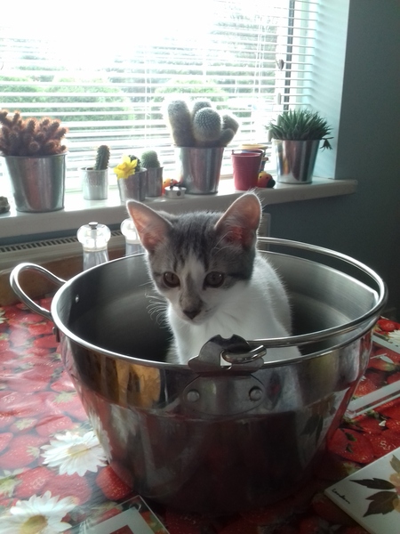 Food obsessed kitten