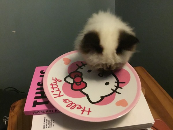 Food obsessed kitten