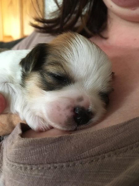How has your pet brought joy to your life?