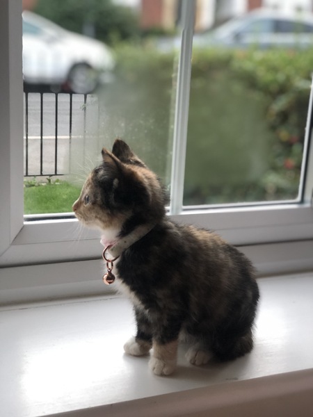Is this kitten a tortoiseshell?