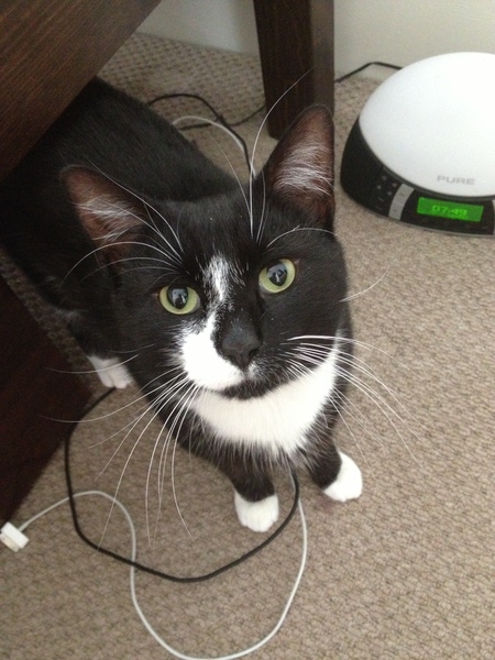 To take on a cat with FIV