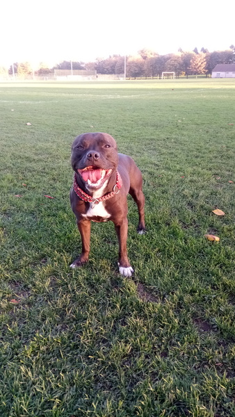 To ask you all your favourite dog breeds?