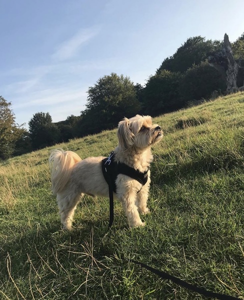 Terriers - what do you know