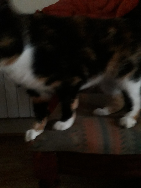 Westministenders: Slow News Fake News