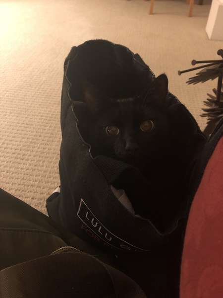 Happy National Black Cat Day.