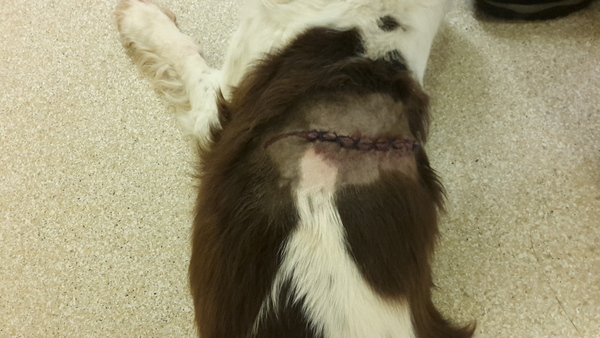 My dog bit another dog