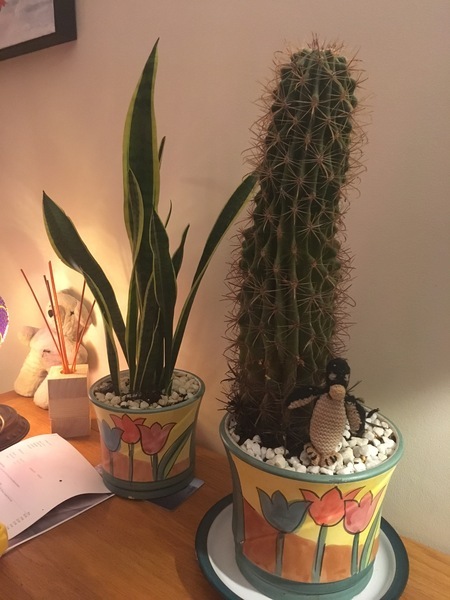 How to repot this bruiser of a cactus so it doesn't lean