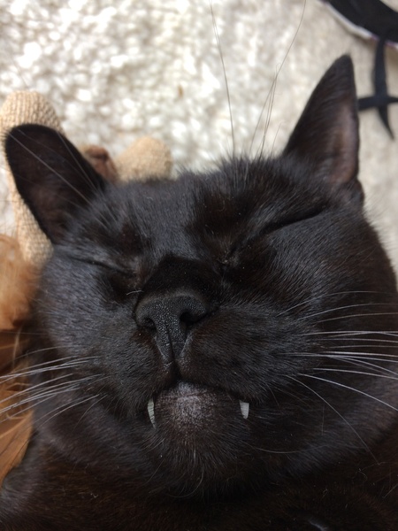 How do your cats react to this video? Light hearted!