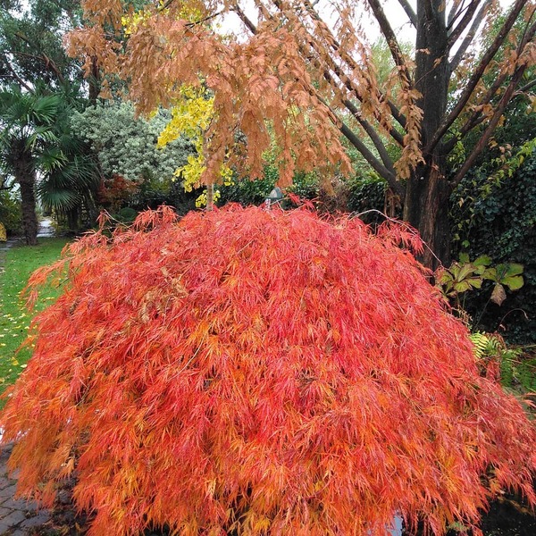 The Reconciliation Cafe