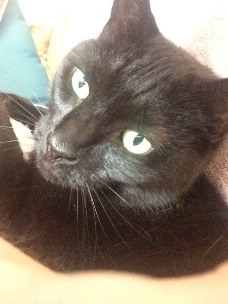 Happy National Black Cat Day.