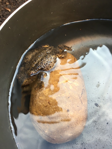 Anyone good at frog/toad identification?
