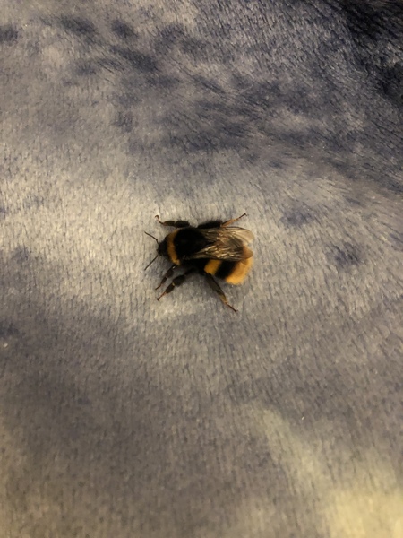 Not sure what to do about missing bumble bee....