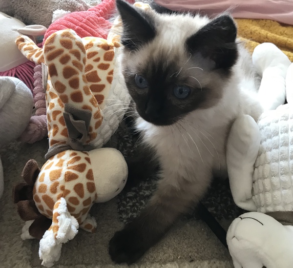Anyone fancy doing a ragdoll 'then and now' thread?