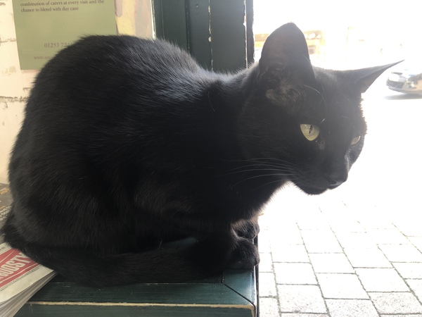 Westminstenders: Pro Rogues