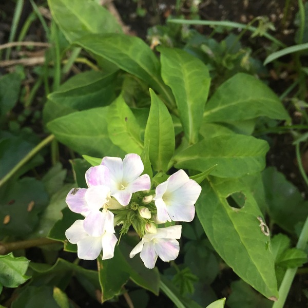 Another plant ID