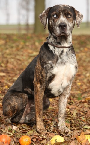 To ask you all your favourite dog breeds?