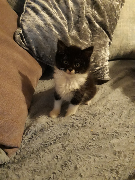 To find baby animals cuter than actual babies?