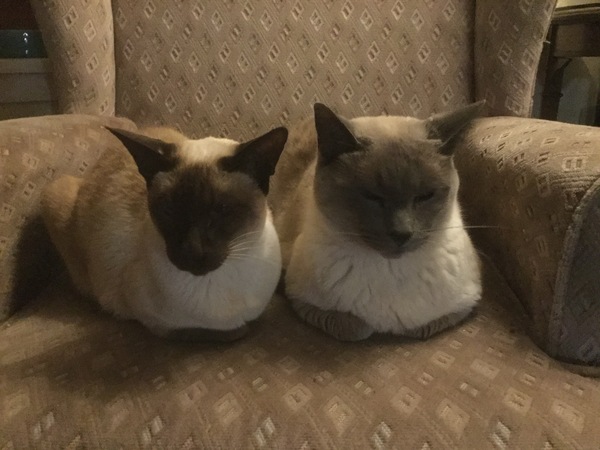 Westminstenders: From Uxbridge to...?