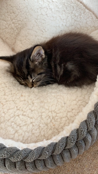 Where should the kitten sleep?