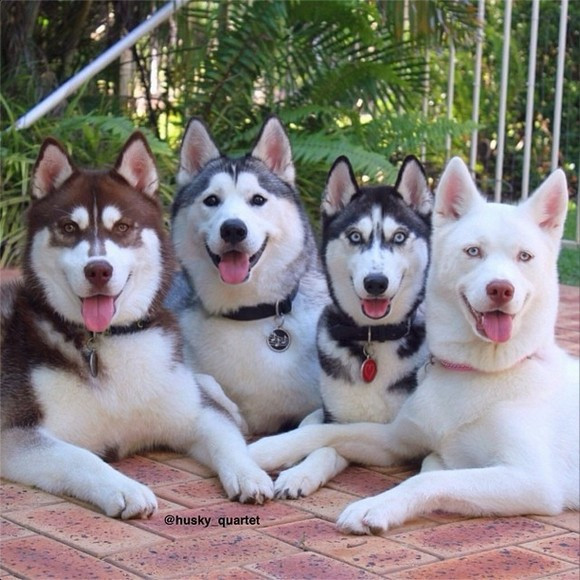 Anyone on here got a husky ?