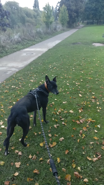 Lively Lurcher on the lead