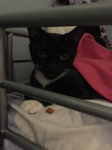 Meet my foster kitty