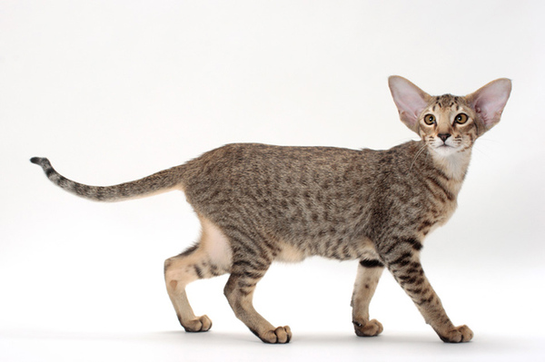 Please talk to me about Bengal cats