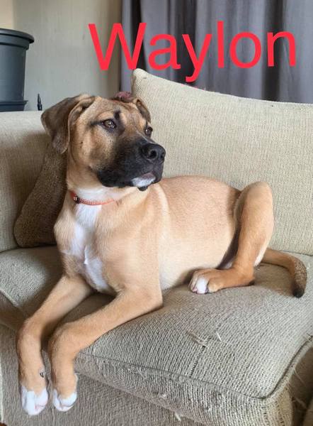Please help us name our rescue puppy!