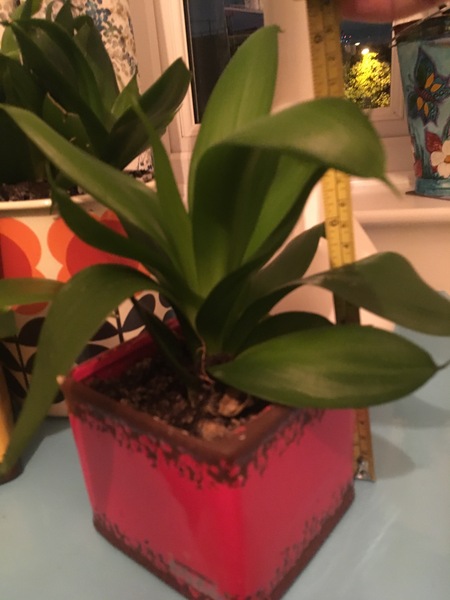 What is this tolerant houseplant?