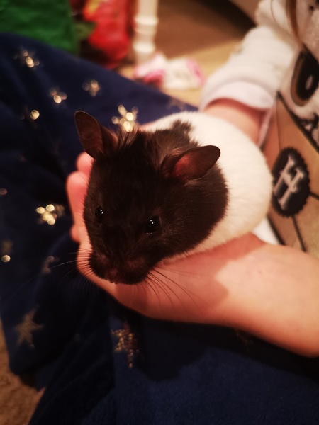 Westminstenders: Showdown