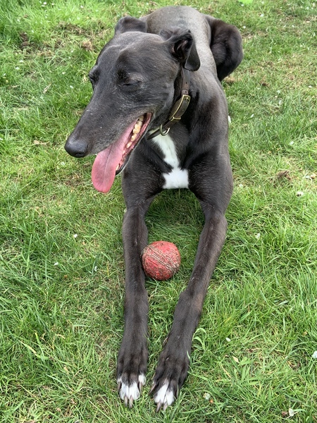 Adopting ex race dog